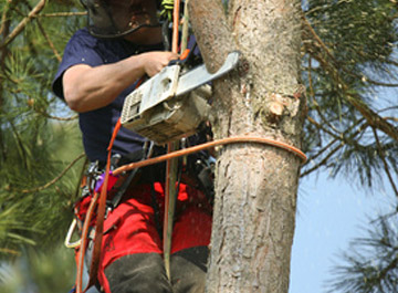 Travaux d’élagage à La charité-sur-Loire